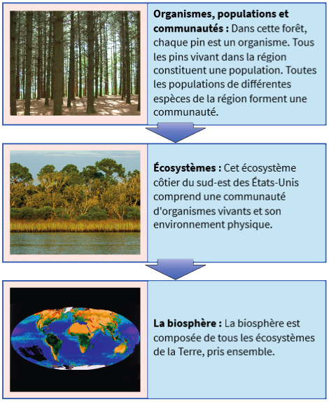 'écologie